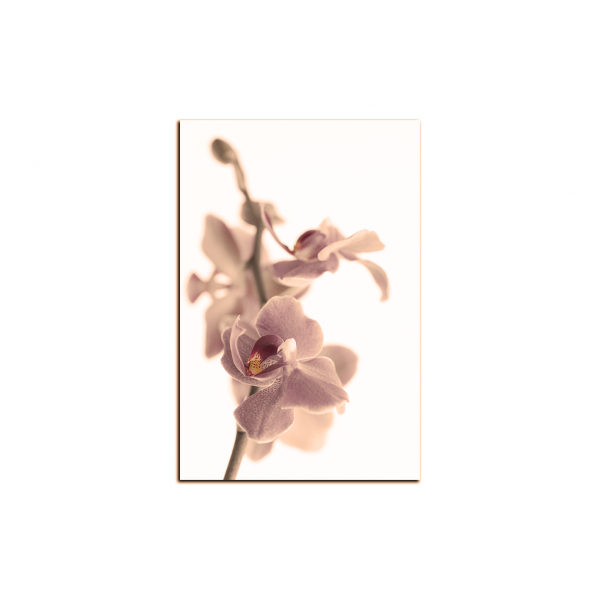 Obraz na plátně - Orchidej květ izolována na bílém pozadí - obdélník